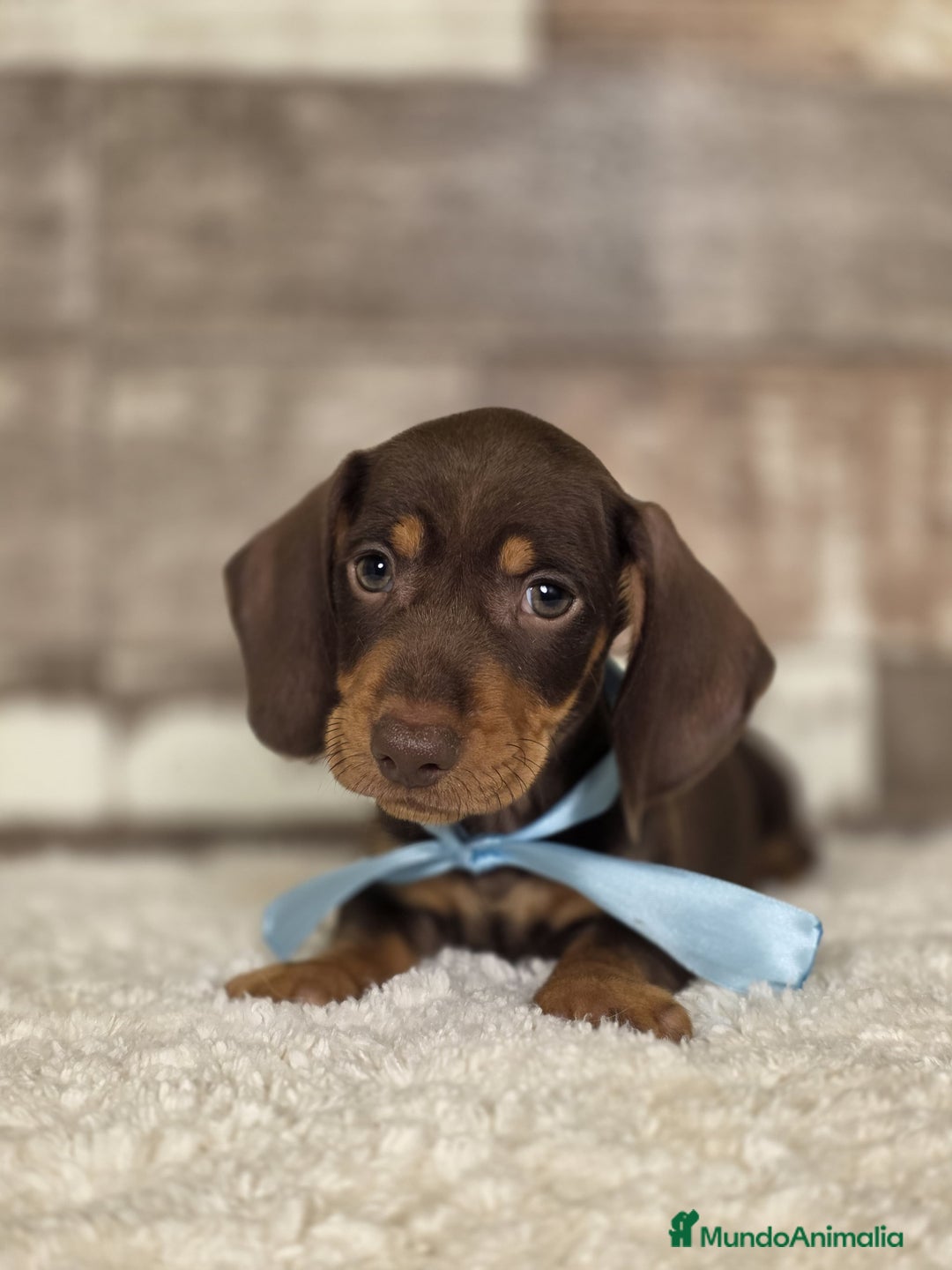 Teckel perros en venta: TECKEL MINIATURA Y KANINCHEN  - Imagen 9