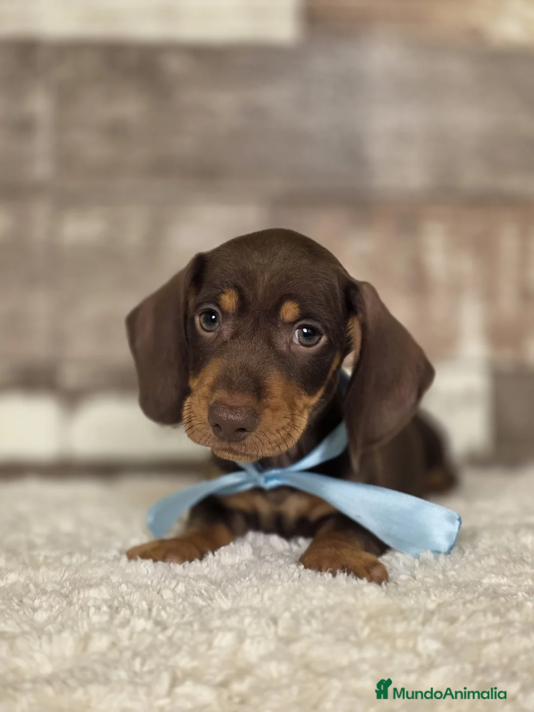 Teckel perros en venta: TECKEL MINIATURA Y KANINCHEN  - Anuncio 9