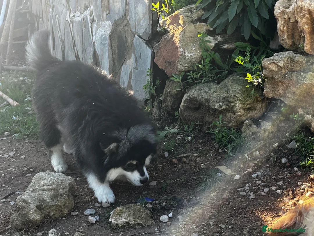 Pomsky perros en venta: Pomsky miniatura multigeneracional  - Anuncio 22