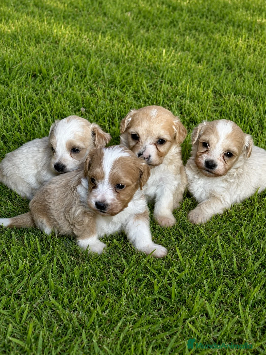 Maltipoo perros en venta: Maltipoo - Anuncio 4