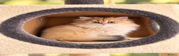 Británico de Pelo Largo gatos en venta: Gatitos British Long Hair Golden y Silver - Anuncio 5
