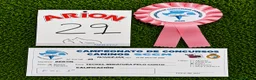 Teckel Miniatura perros en venta: Teckel Miniatura  - Anuncio 5