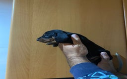 Teckel Miniatura perros en venta: Teckel kanichen - Anuncio 9