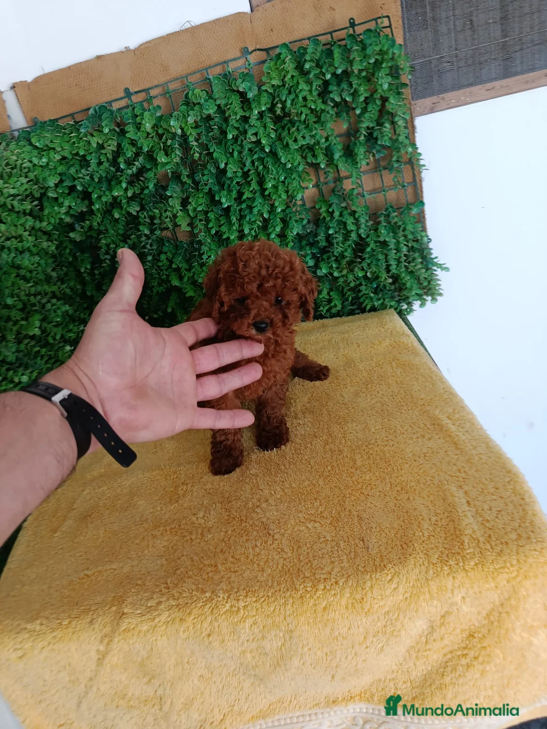 Caniche Toy perros en venta: PRECIOSOS CANICHE  ROJO LINEA TOY - Anuncio 2
