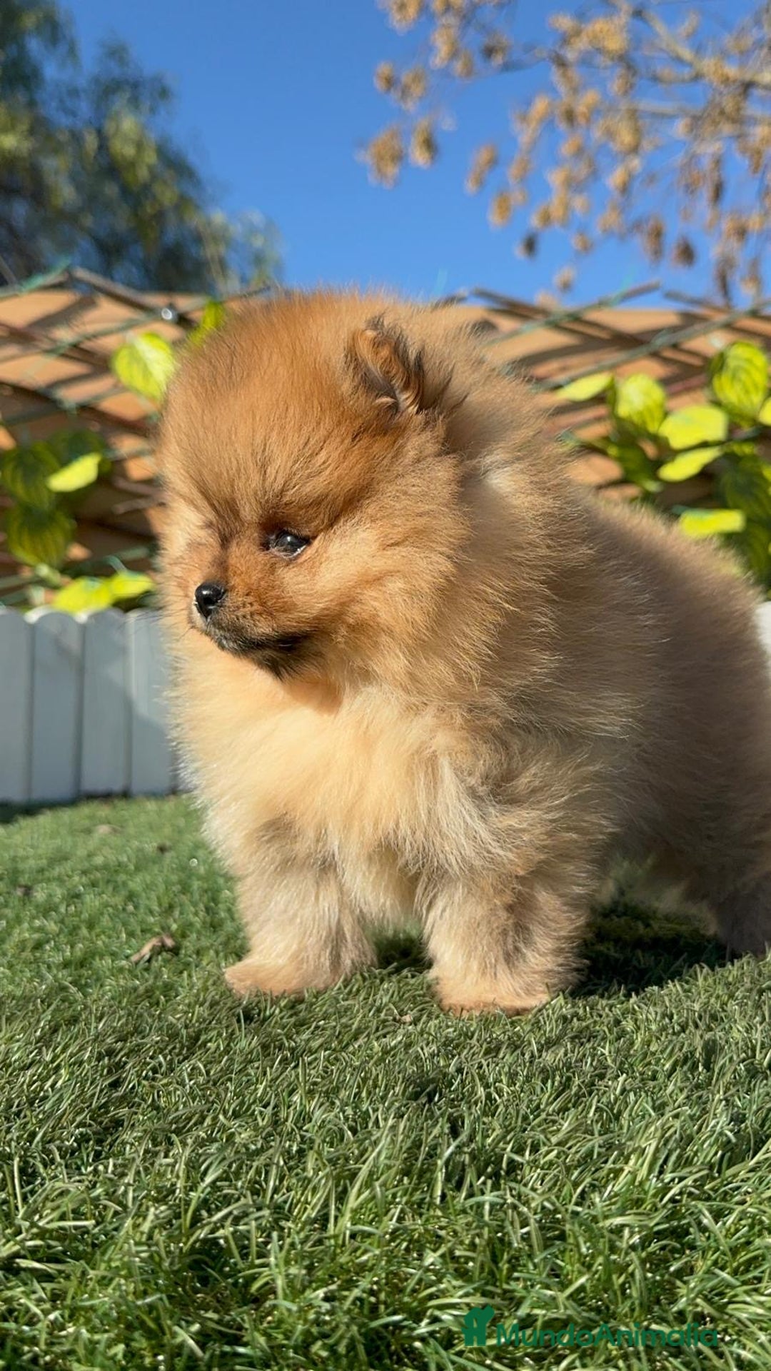 Pomerania perros en venta: POMERANIA HEMBRA CARA DE OSO - Anuncio 4