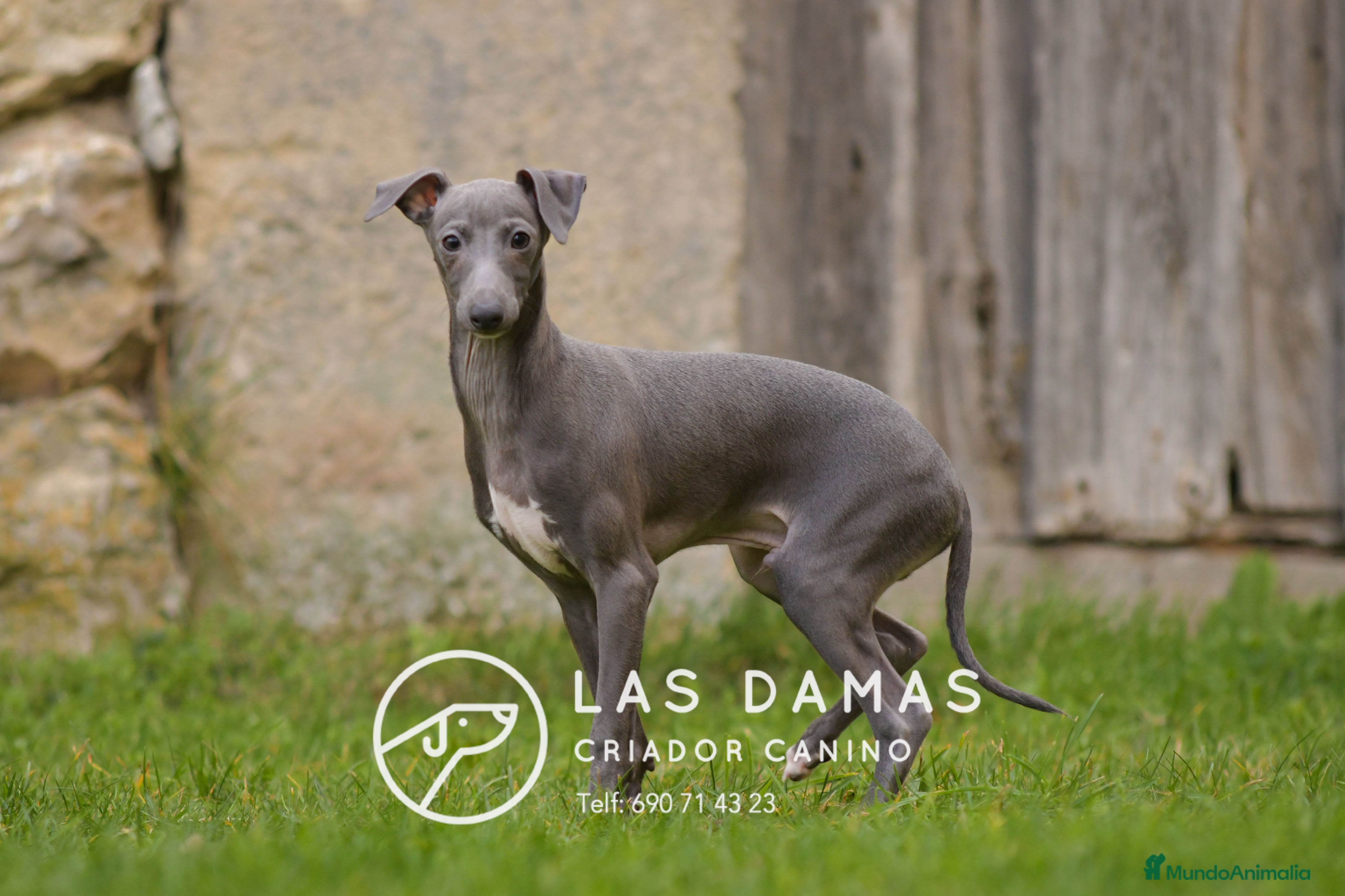 Pequeño Lebrel Italiano perros Piccolo lebrel italiano - Anuncio 23