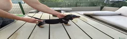 Teckel Miniatura perros en venta: Teckel miniatura  - Anuncio 2