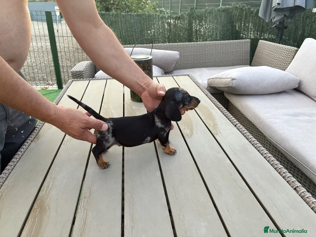 Teckel Miniatura perros en venta: Teckel miniatura  - Anuncio 2