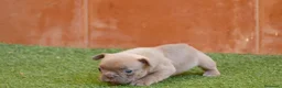 Bulldog Francés perros en venta: Cachorras de Bulldog Frances  - Anuncio 3