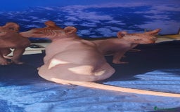 Sphynx gatos en venta: Dos últimos machos  - Imagen 1