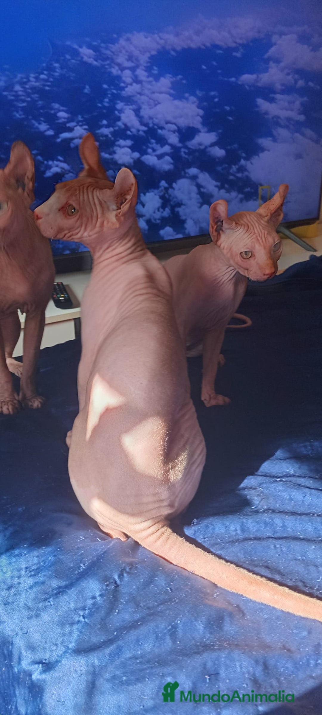 Sphynx gatos en venta: Dos últimos machos  - Imagen 1