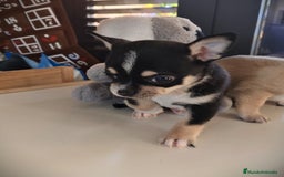 Chihuahua perros en venta: Chihuahua macho  - Anuncio 4
