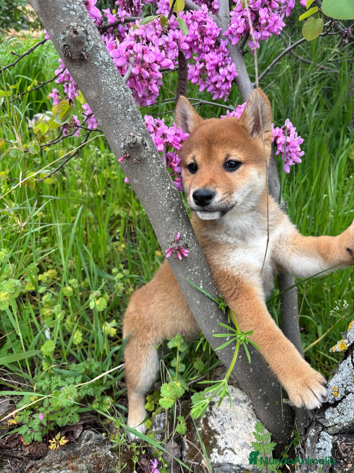 Shiba Inu perros Shiba Inu  - Anuncio 2