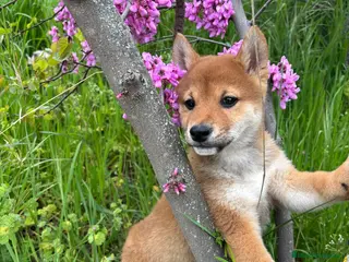 Shiba Inu perros Shiba Inu - Anuncio 2