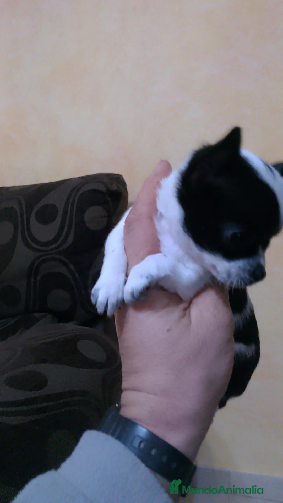 Chihuahua perros en venta: Chihuhuas toy - Anuncio 4