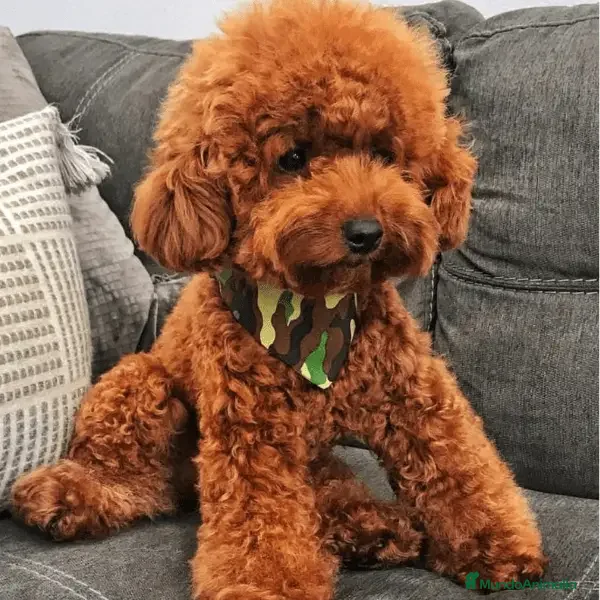 Caniche Toy perros Caniches toy auténticos color rojo. - Anuncio 2