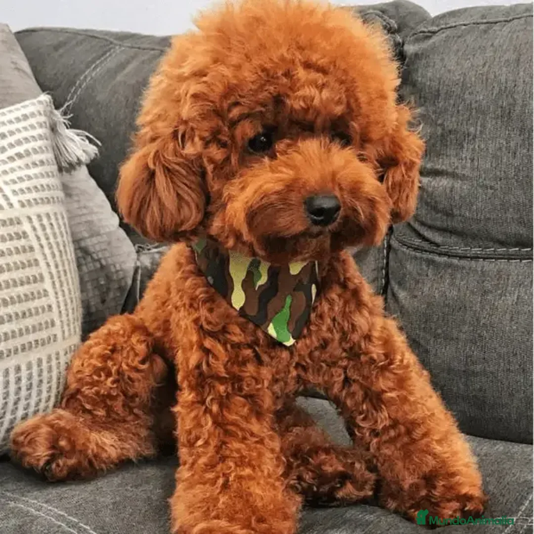 Caniche Toy perros en venta: Caniches toy auténticos color rojo. - Anuncio 1