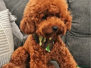 Caniche Toy perros Caniches toy auténticos color rojo. - Anuncio 2