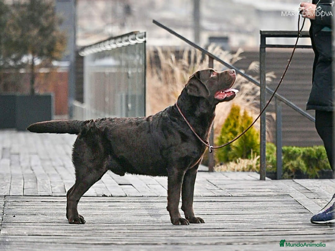 Labrador Retriever perros en venta: Labrador chocolate  - Anuncio 6