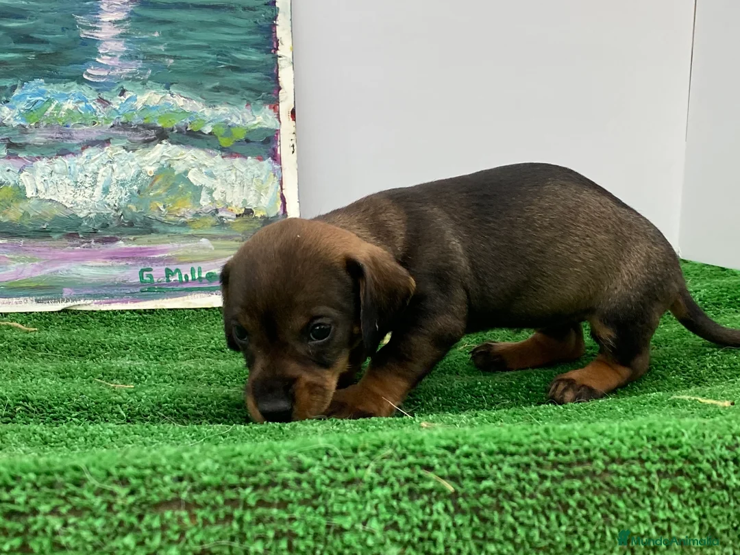 Teckel Miniatura perros en venta: Teckel miniatura PUPPY  en Ciudad Real - Anuncio 4
