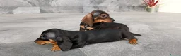 Teckel Miniatura perros en venta: Teckel mini  - Anuncio 4