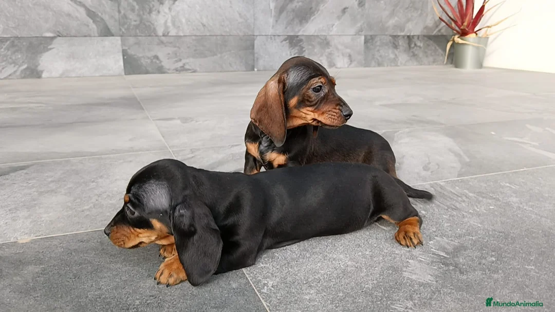 Teckel Miniatura perros en venta: Teckel mini  - Anuncio 4