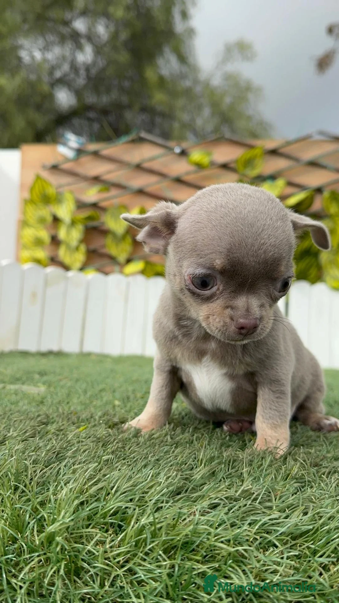 Chihuahua perros en venta: CHIHUAHUA MACHO - Anuncio 5