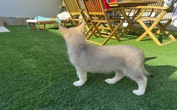 Husky Siberiano perros en venta: HUSKY Y LOBO ARTICO - Imagen 16