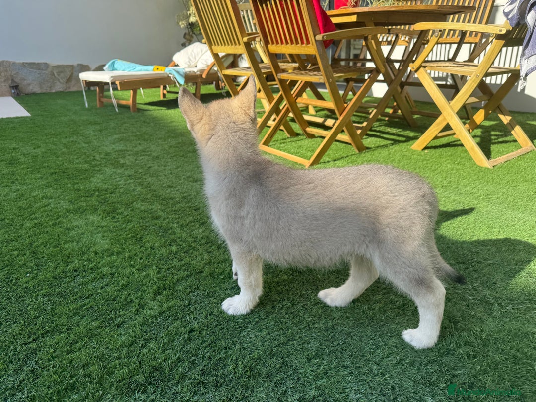 Husky Siberiano perros en venta: HUSKY Y LOBO ARTICO - Imagen 16