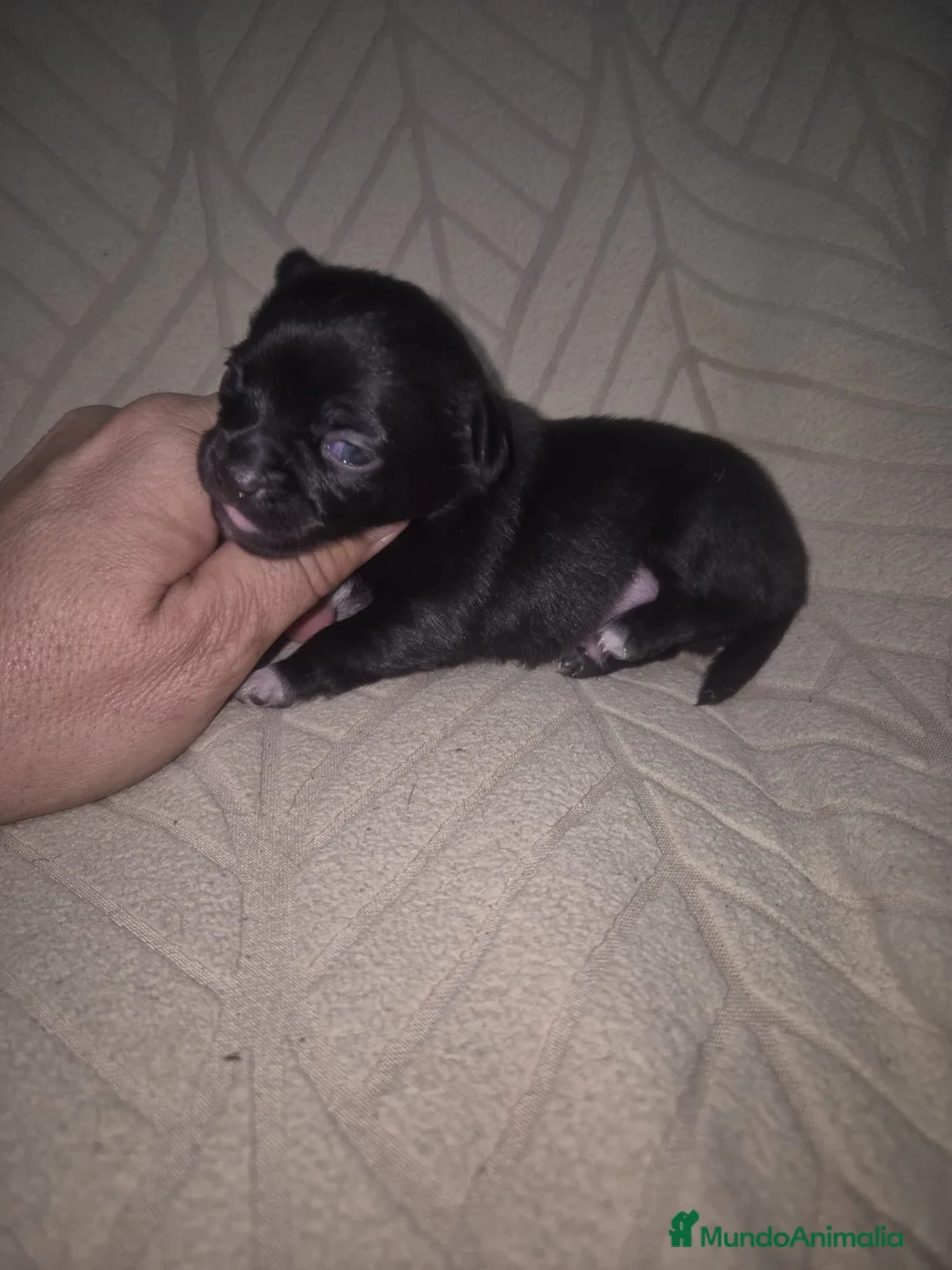 Chihuahua perros en venta: Chihuahua  - Anuncio 2