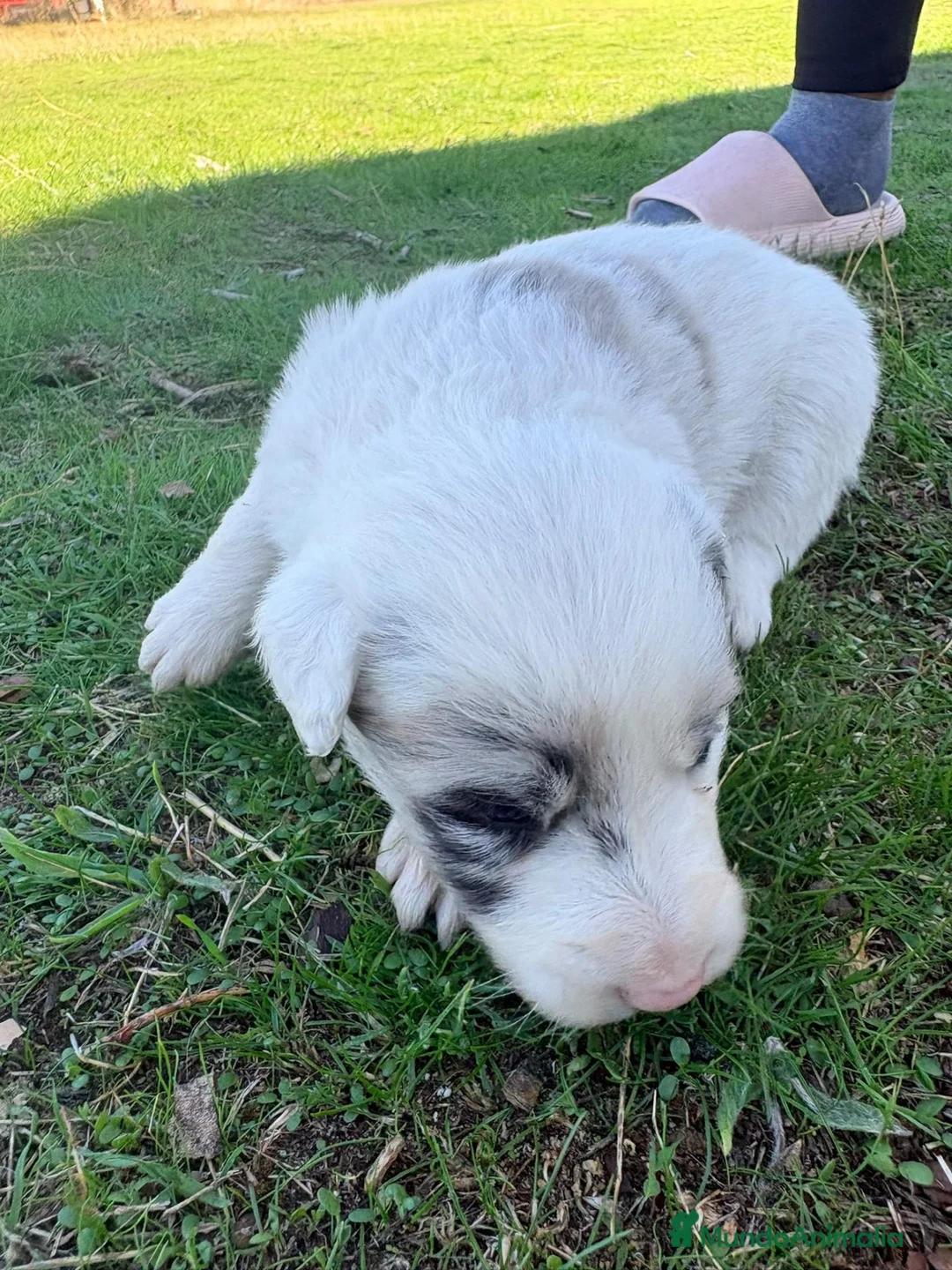 Border Collie perros en venta: Border Collie - Anuncio 2
