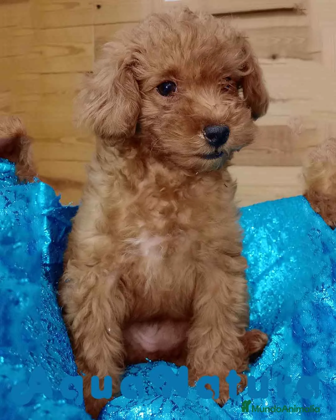 Caniche Toy perros en venta: Caniche Hembra de Bella y Can 6077 AQUANATURA en Barcelona - Anuncio 3