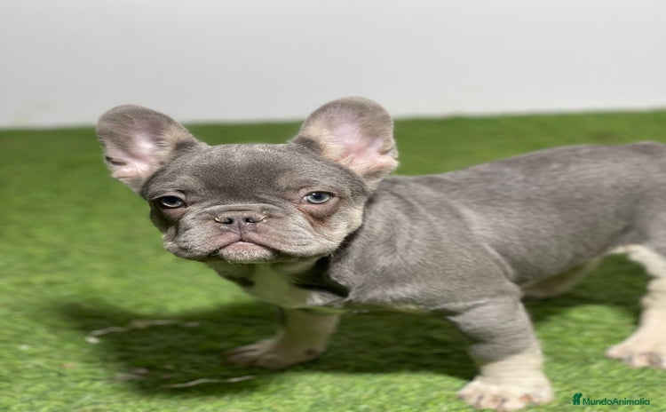 Bulldog Francés perros - Propaganda 2