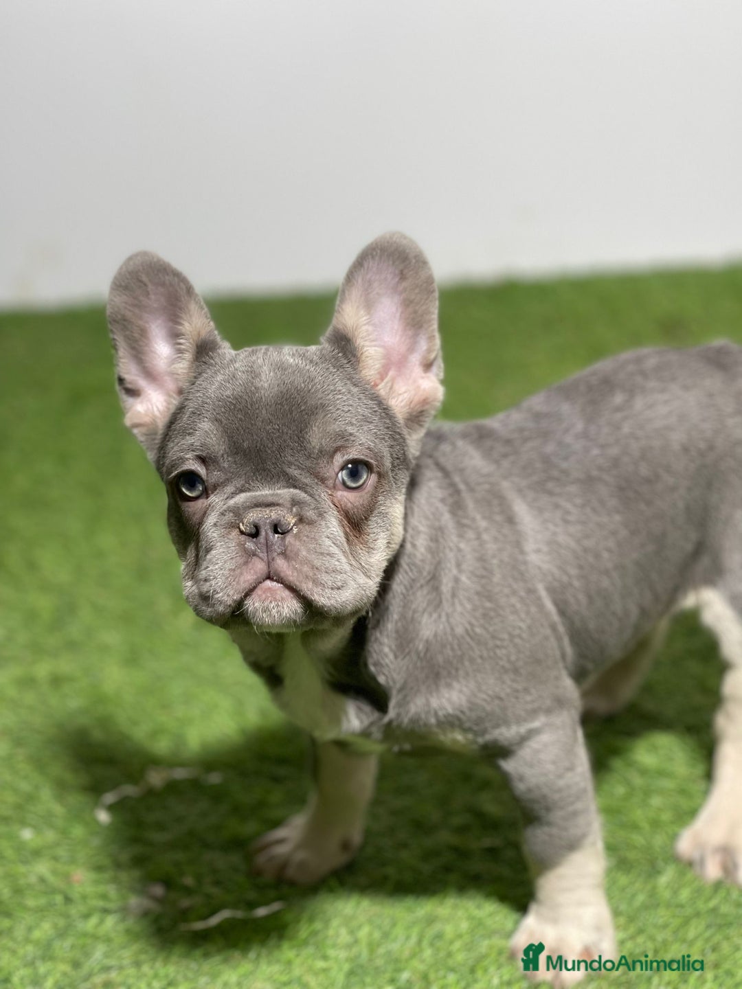 Bulldog Francés perros en venta: BULLDOG FRANCÉS - Imagen 1