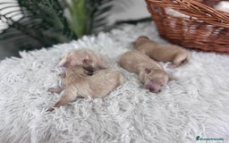 Maltipoo perros en venta: MALTIPOO MACHOS - Imagen 13