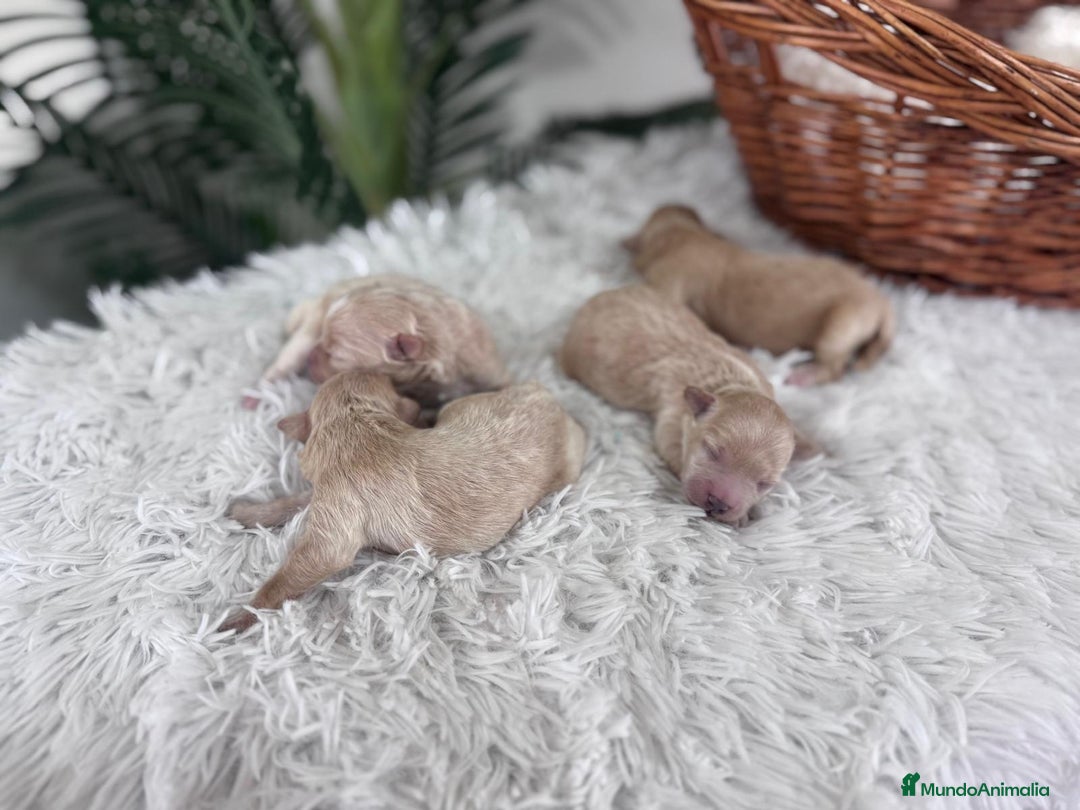Maltipoo perros en venta: MALTIPOO MACHOS - Imagen 13