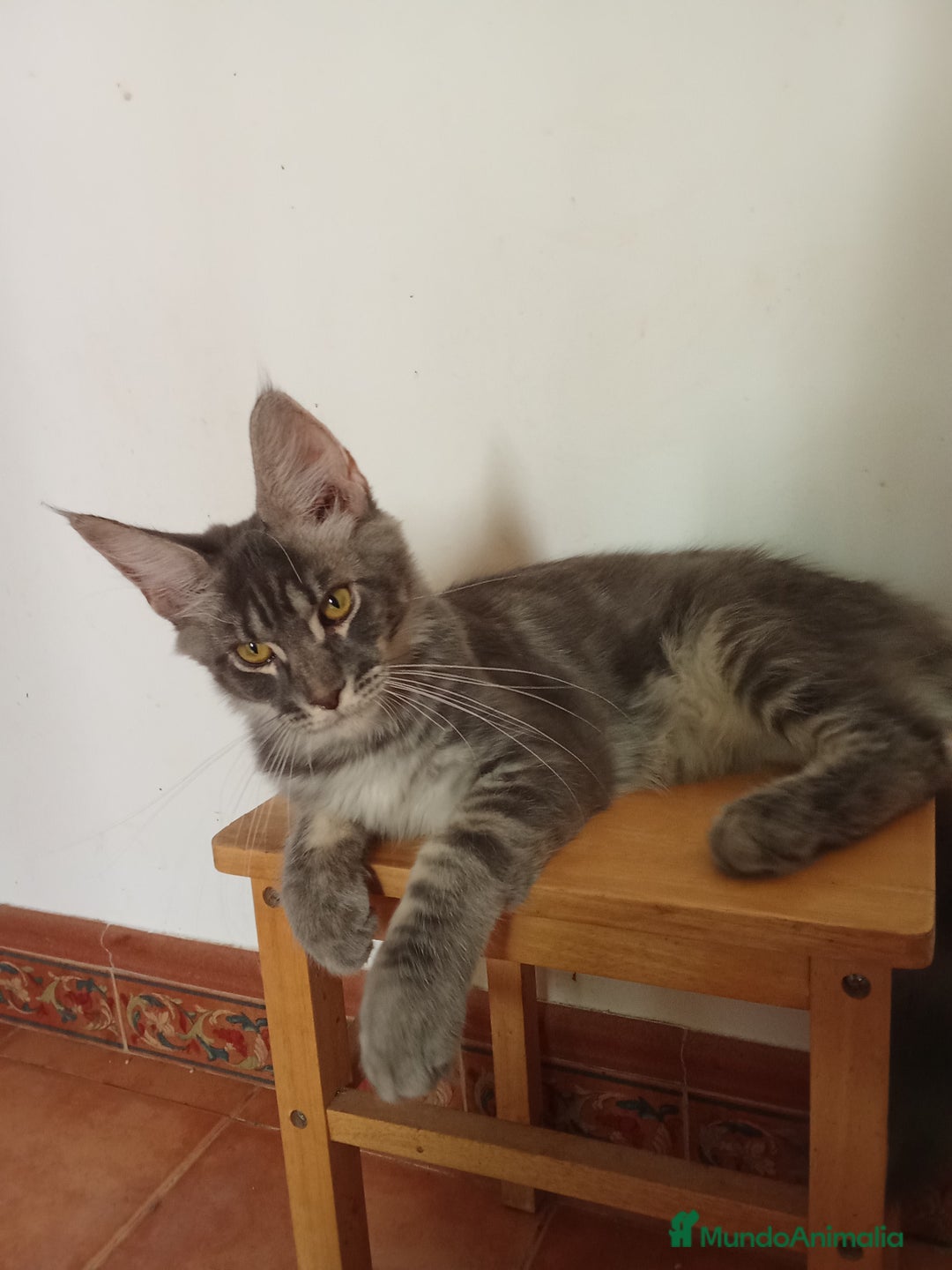 Maine Coon gatos en venta: Maine Coon macho grande  - Imagen 3
