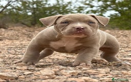 American Bully perros en venta: 💎🐾 CACHORROS AMERICAN BULLY – ¡LA MEJOR LÍNEA! - Imagen 3