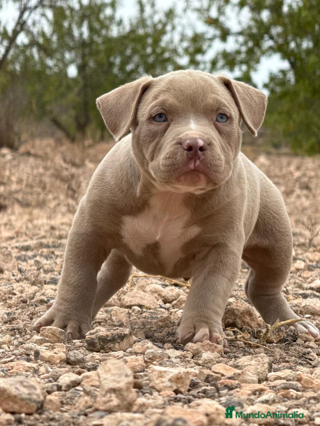 American Bully perros en venta: 💎🐾 CACHORROS AMERICAN BULLY – ¡LA MEJOR LÍNEA! - Imagen 3