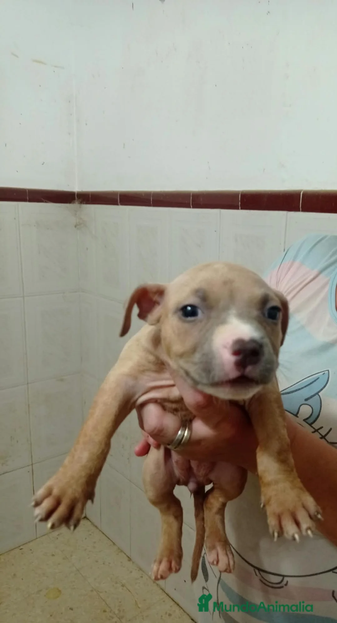 American Pit Bull Terrier perros en venta: Pitbull terrier - Anuncio 2