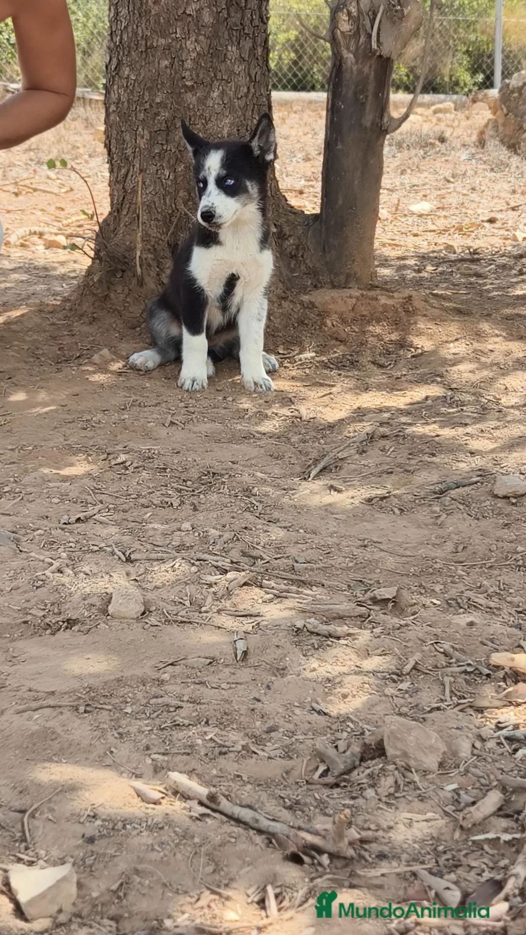 Husky Siberiano perros en venta: Husky Siberiano disponibles  - Anuncio 19
