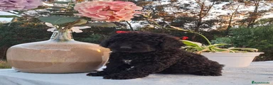 Perro de Agua Español 2