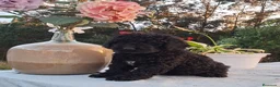 Perro de Agua Español perros en venta: Excelente camada perro de aguas  - Anuncio 4