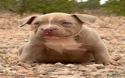 American Bully perros en venta: 💎🐾 CACHORROS AMERICAN BULLY – ¡LA MEJOR LÍNEA! - Imagen 5