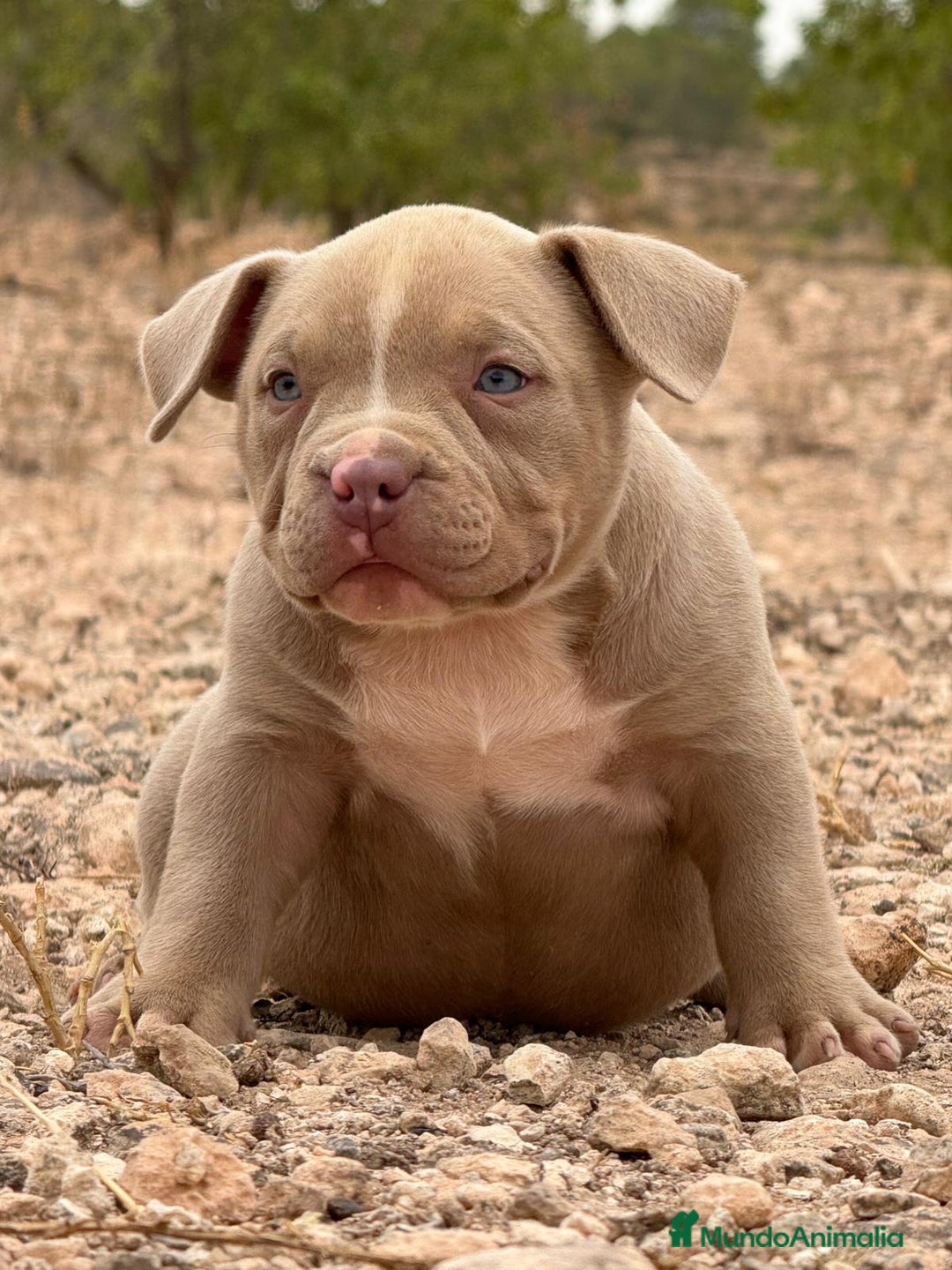 American Bully perros en venta: 💎🐾 CACHORROS AMERICAN BULLY – ¡LA MEJOR LÍNEA! - Imagen 5