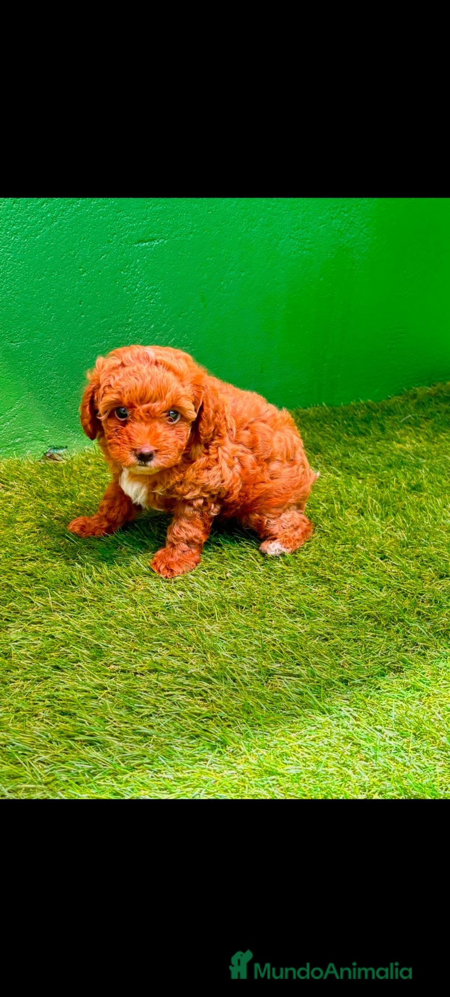 Caniche Toy perros Disponible 1 hembra de Caniche Toy - Anuncio 1