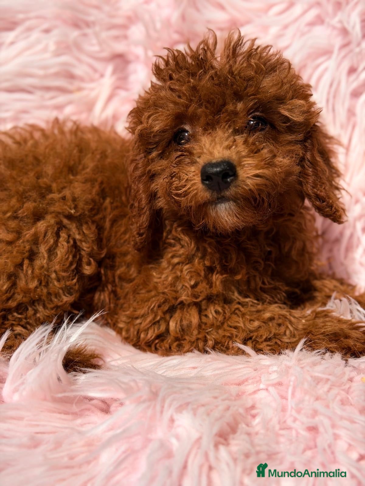 Caniche Mediano perros Caniche hembra roja - Anuncio 1