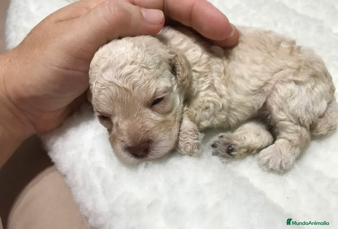 Caniche Toy perros en venta: Caniche apricot macho - Anuncio 1