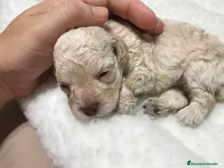 Caniche Toy perros Caniche apricot macho - Anuncio 5