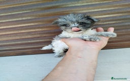 Maltipoo perros en venta: Maltipoo azul y blanco  - Imagen 2